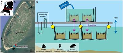 Tracing timing of growth in cultured <mark class="highlighted">molluscs</mark> using strontium spiking